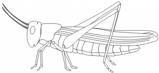 Coloriage d'une sauterelle posée sur une feuille verte