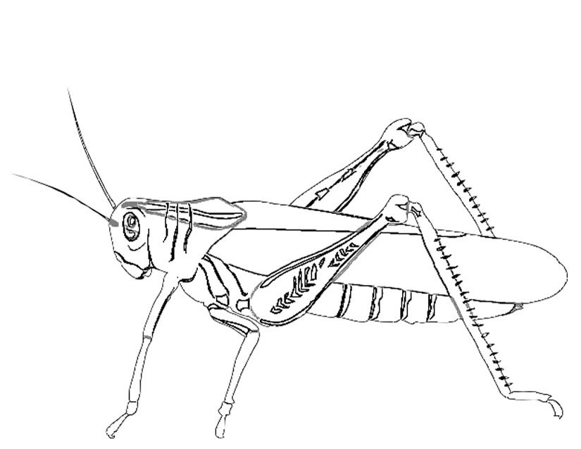 Coloriage d'une sauterelle posée sur une feuille Coloriage d'une sauterelle posée sur une feuille