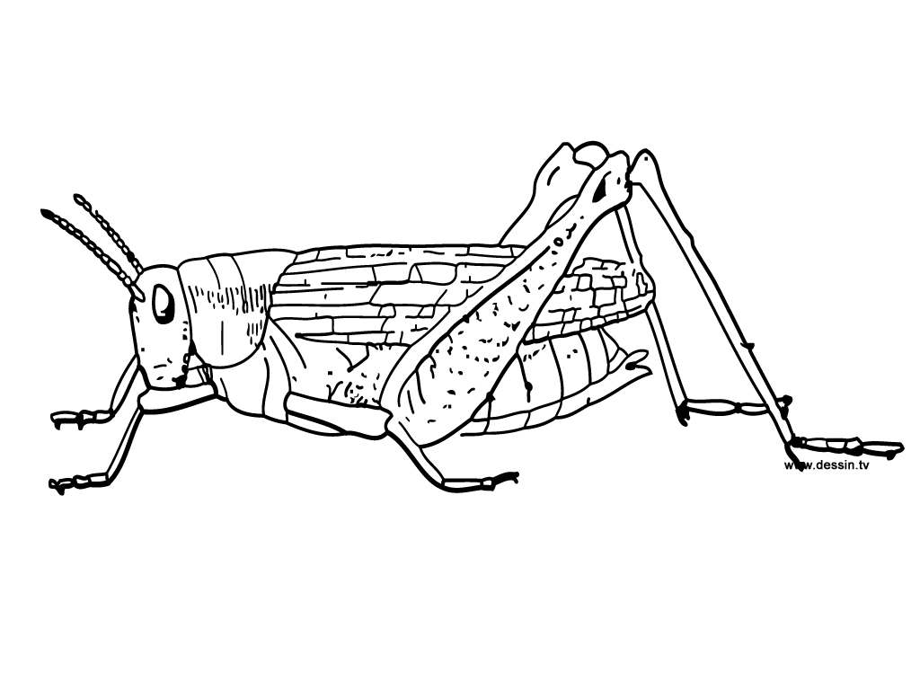 Coloriage d'une sauterelle sur un brin d'herbe