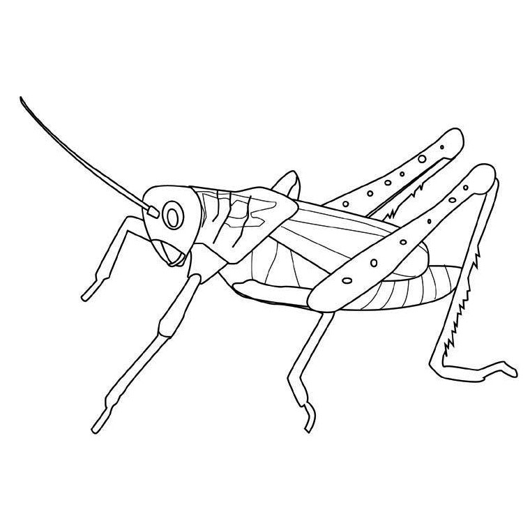 Un coloriage de sauterelle perchée sur une tige verte