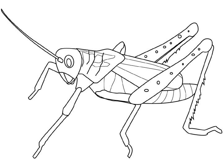 Coloriage d'une sauterelle sur une feuille