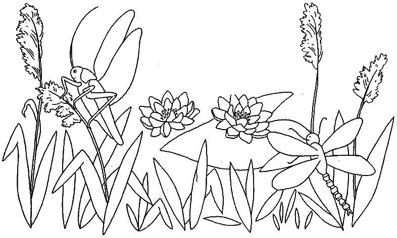 Coloriage d'une sauterelle posée sur une feuille verte