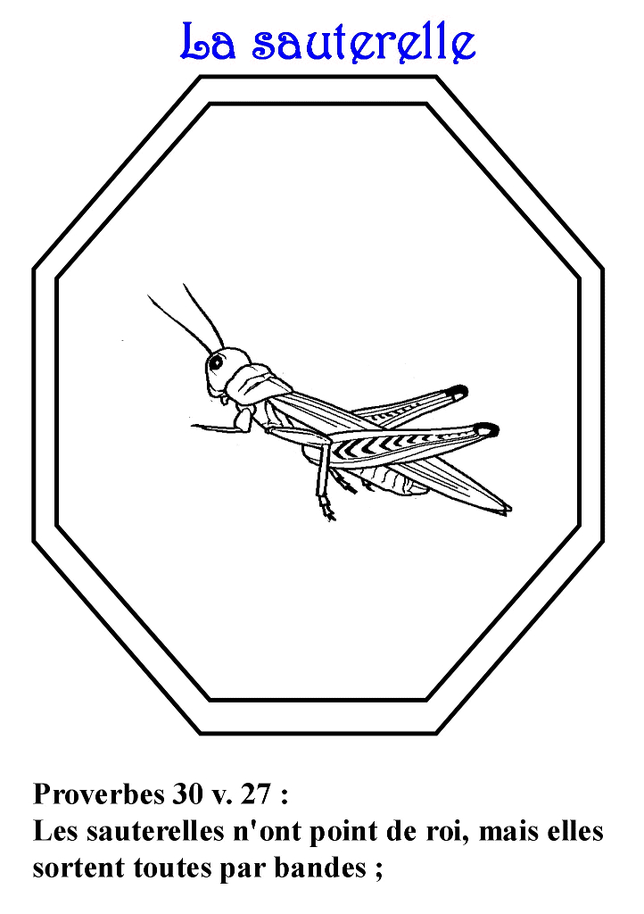 Coloriage Sauterelle #10065 à imprimer Coloriage Sauterelle #10065 à imprimer
