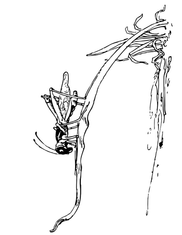 Coloriage d'une sauterelle posée sur une feuille