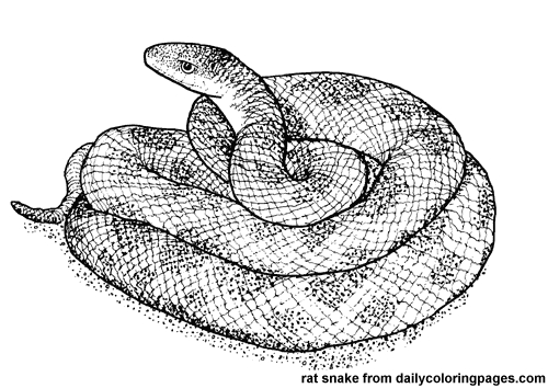 Représentation d'un serpent sinueux parmi des éléments naturels