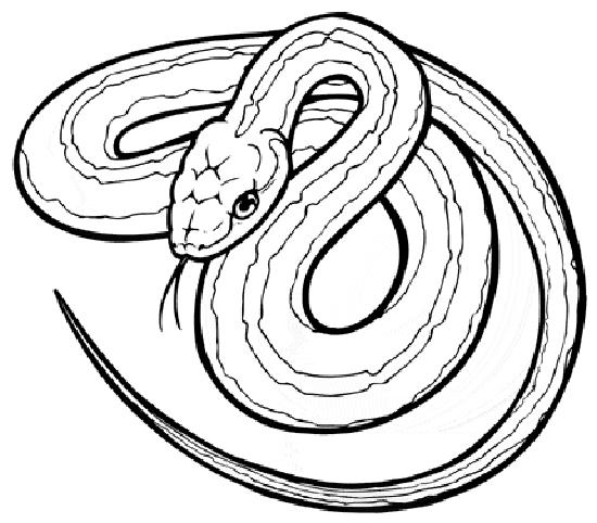 Coloriage d'un serpent ondulant au milieu de feuillages