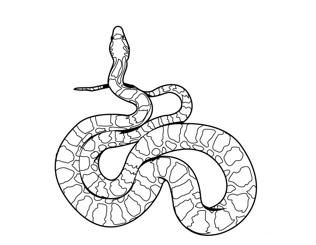 Coloriage de serpent stylisé sur fond simple