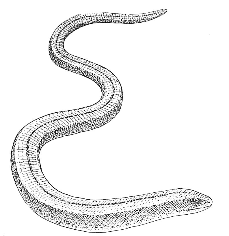 Serpent sinueux se glissant parmi les feuillages