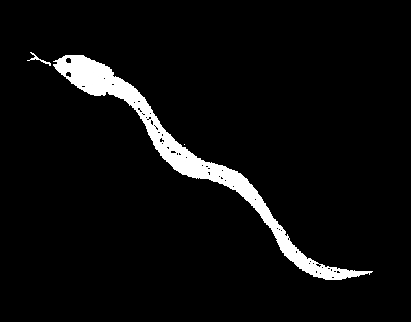 Un serpent sinueux se prélasse au milieu de la nature