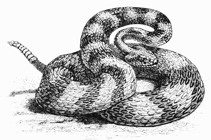 Un serpent sinueux évoluant entre des feuillages luxuriants