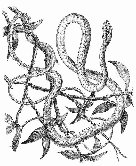 Coloriage d'un serpent stylisé sur fond simple