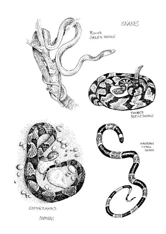 Un serpent sinueux se prélassant au cœur d'une nature accueillante