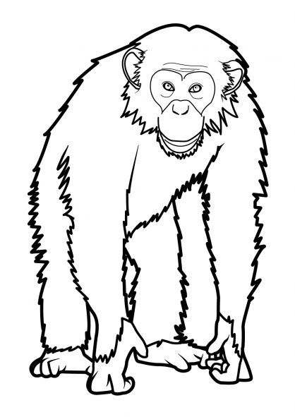 Un singe amusant suspendu à une branche dans la jungle
