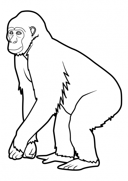 Un singe joyeux en pleine activité sur une branche d'arbre Un singe joyeux en pleine activité sur une branche d'arbre