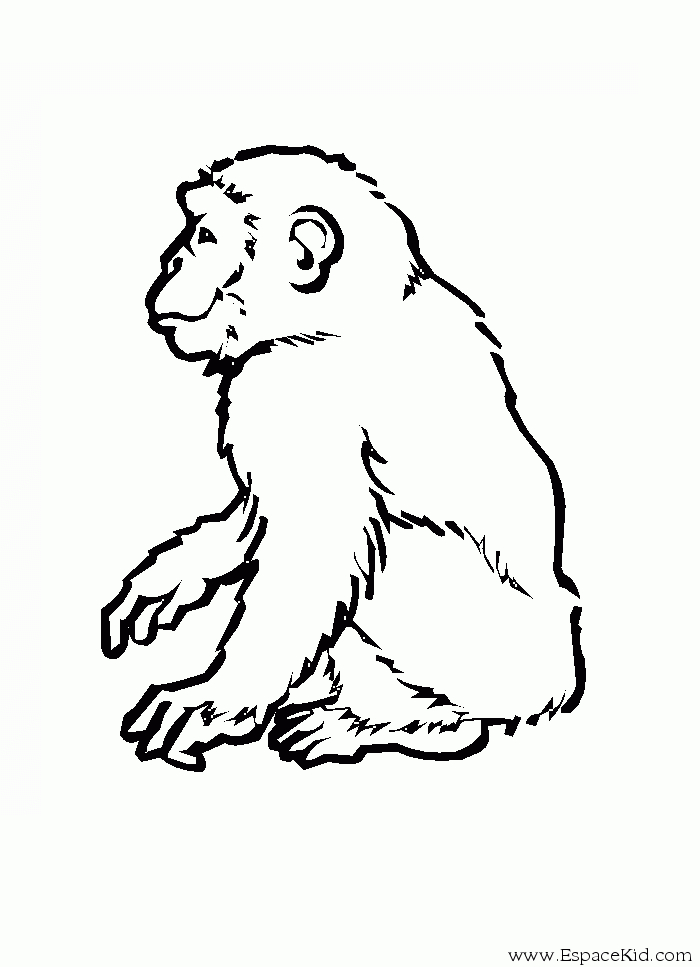Un singe espiègle suspendu dans les arbres d'une jungle Un singe espiègle suspendu dans les arbres d'une jungle