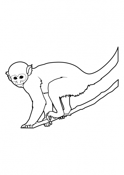 Un singe espiègle suspendu à une branche