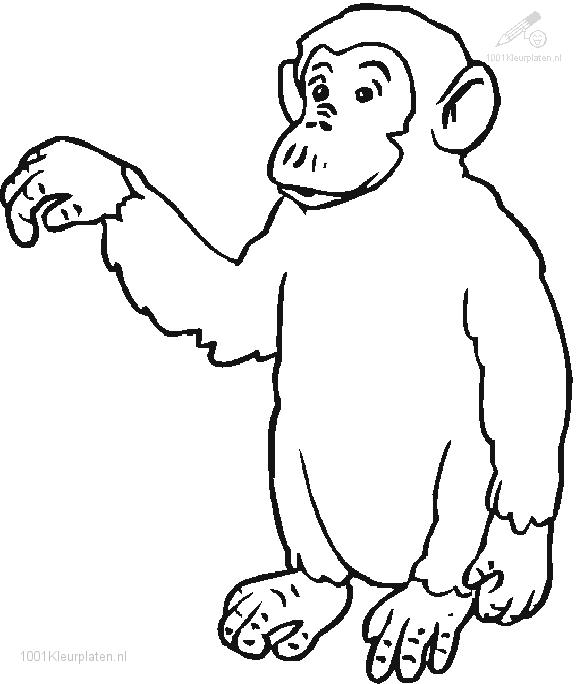 Un singe amusant en pleine activité dans la jungle