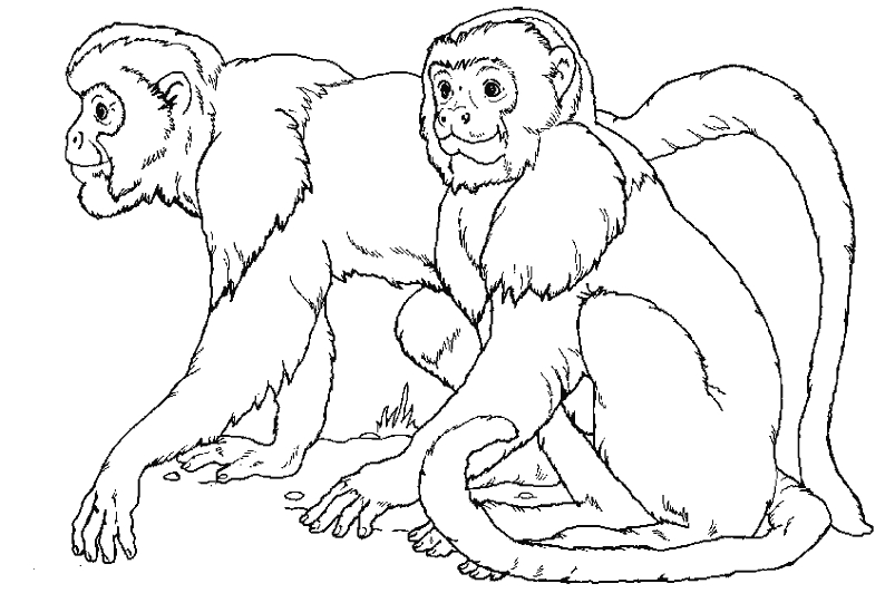 Un singe facétieux dans son habitat naturel
