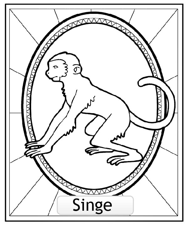 Un singe amusant accroché à une branche d'arbre