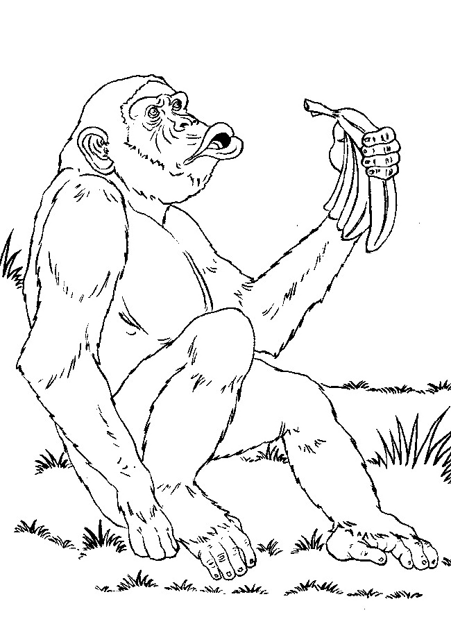 Un singe joyeux en pleine contemplation sur une branche