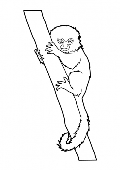 Un singe souriant suspendu à une branche dans la jungle Un singe souriant suspendu à une branche dans la jungle