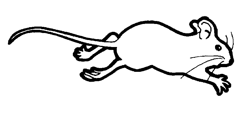Coloriage d'une souris curieuse sur un chemin