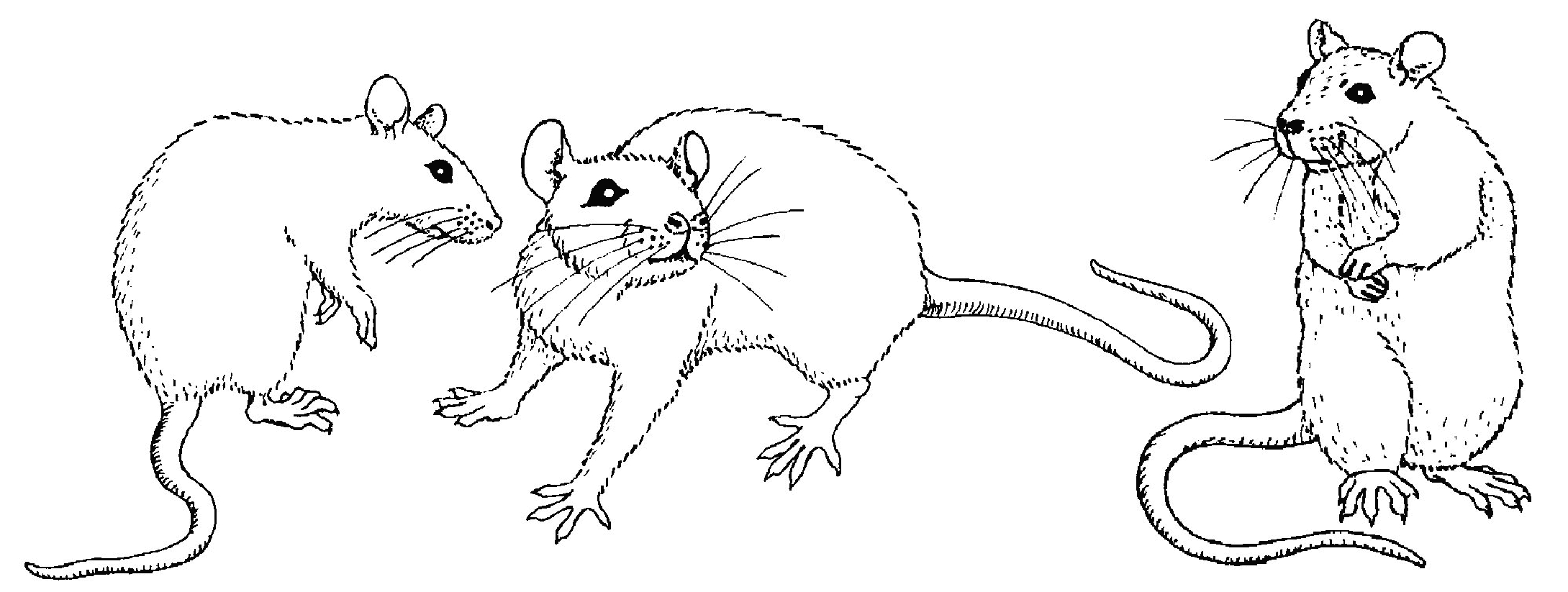 Une souris joyeuse dans un décor de nature