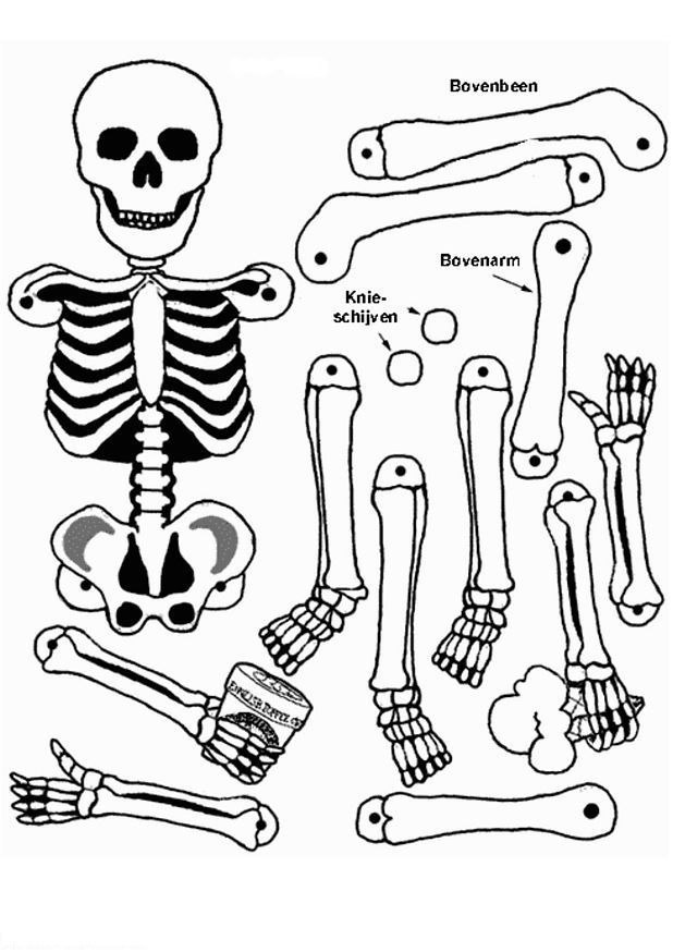 Coloriage d'un squelette dans une pose dynamique