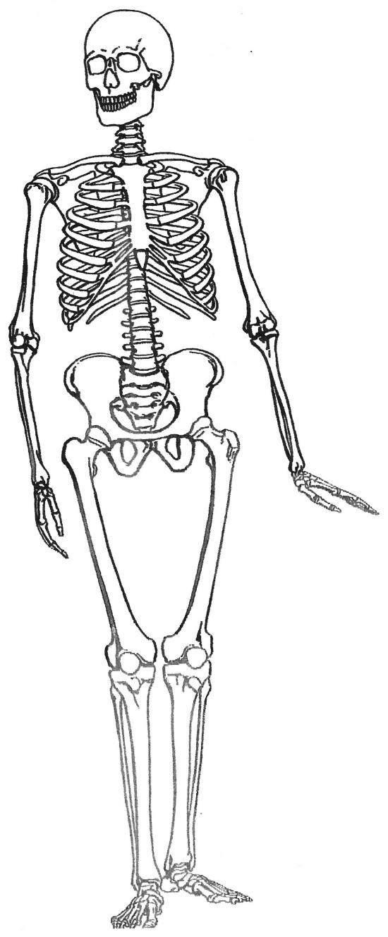 Coloriage d'un squelette dans une pose dynamique