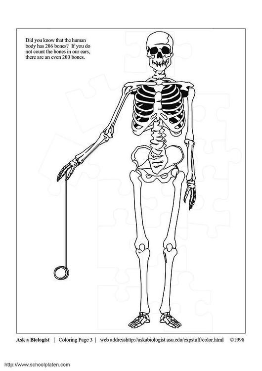 Coloriage d'un squelette dans une posture dynamique