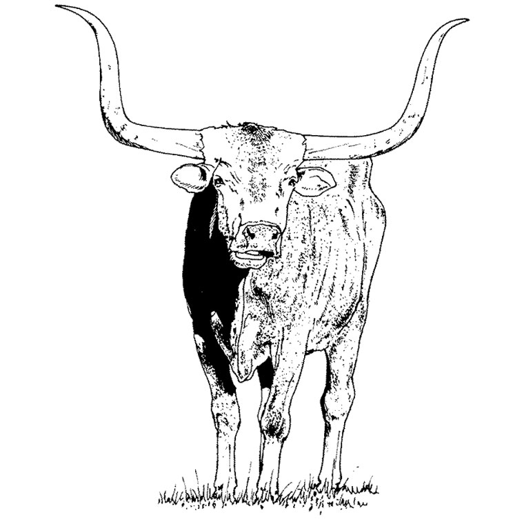 Coloriage d'un taureau majestueux dans un paysage rural