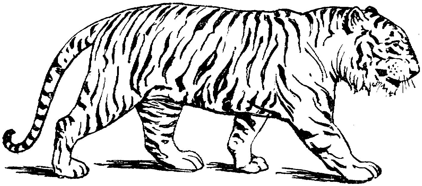 Un tigre majestueux en pleine contemplation dans la savane