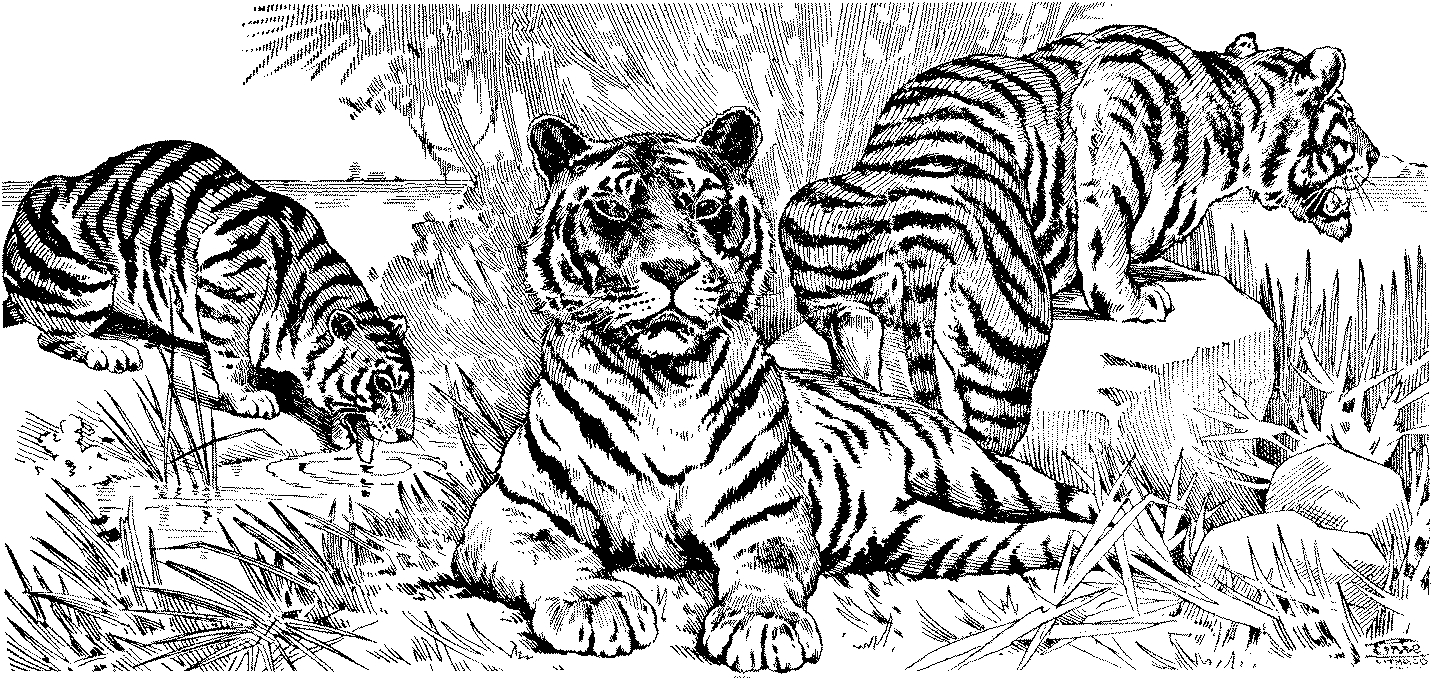 Coloriage d'un tigre majestueux dans la jungle