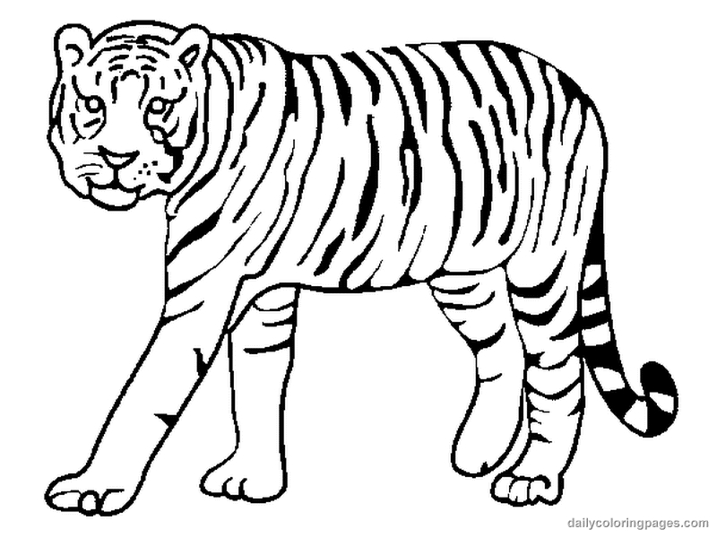 Coloriage d'un tigre majestueux dans son habitat naturel
