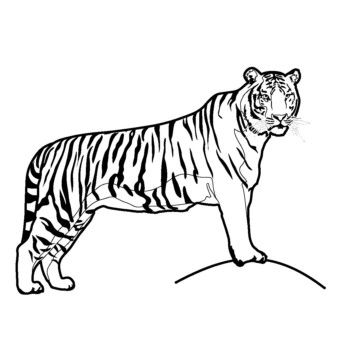 Coloriage d'un tigre majestueux dans son habitat naturel