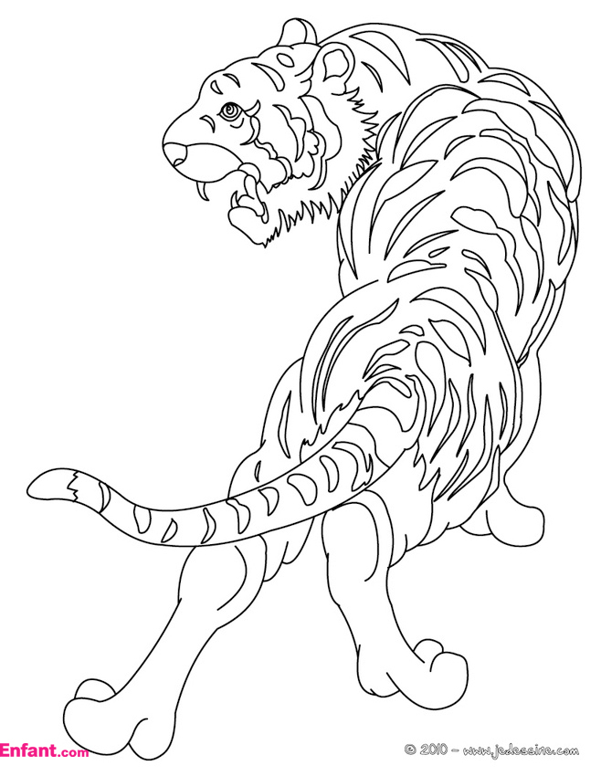 Coloriage d'un tigre majestueux dans son habitat naturel Coloriage d'un tigre majestueux dans son habitat naturel