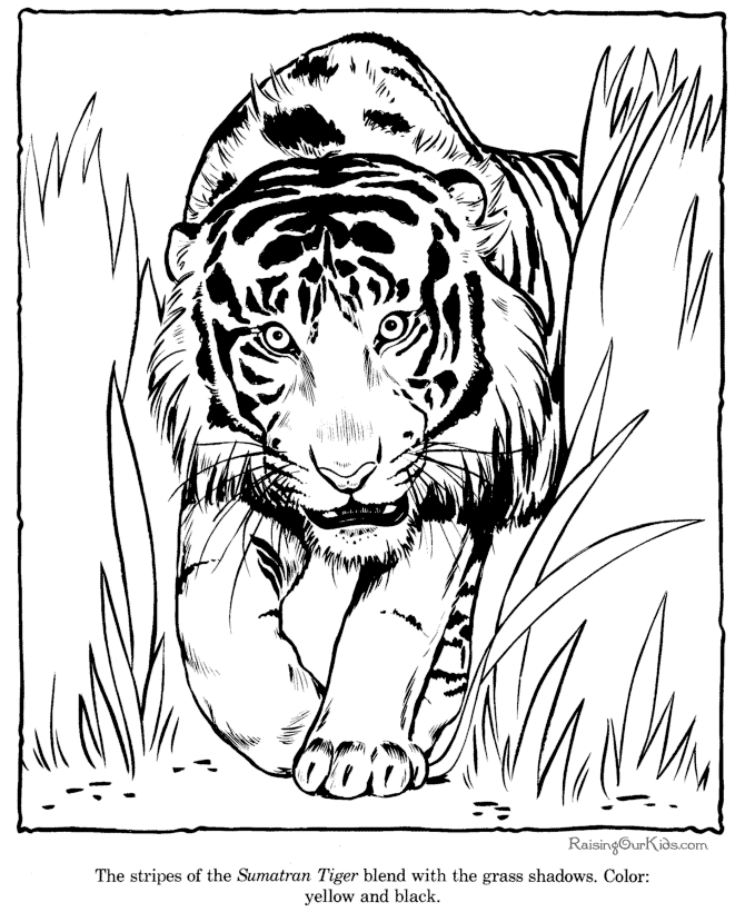 Coloriage d'un tigre majestueux en pleine jungle