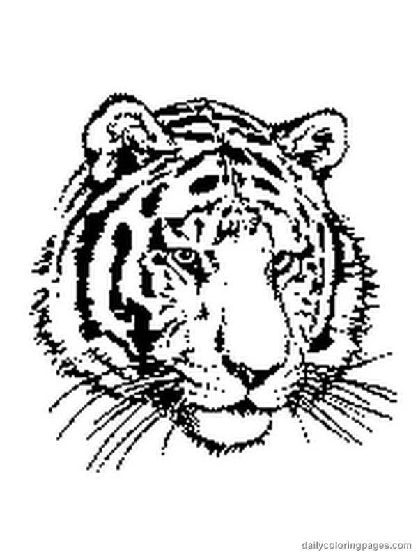 Un tigre majestueux se promenant dans la jungle