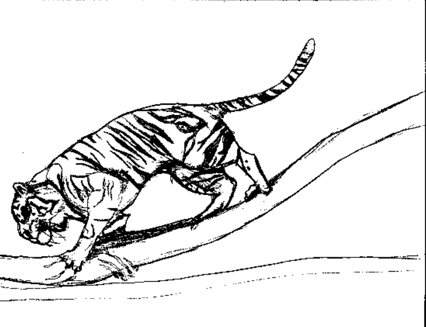 Coloriage d'un tigre majestueux dans son habitat naturel