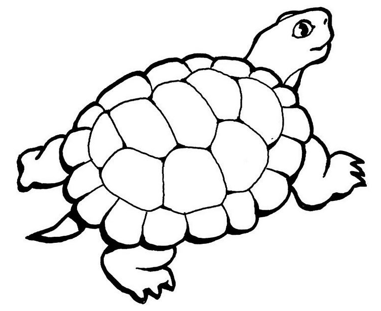Coloriage d'une tortue sur fond aquatique