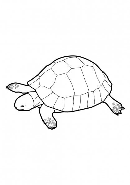 Coloriage d'une tortue sur un fond paisible