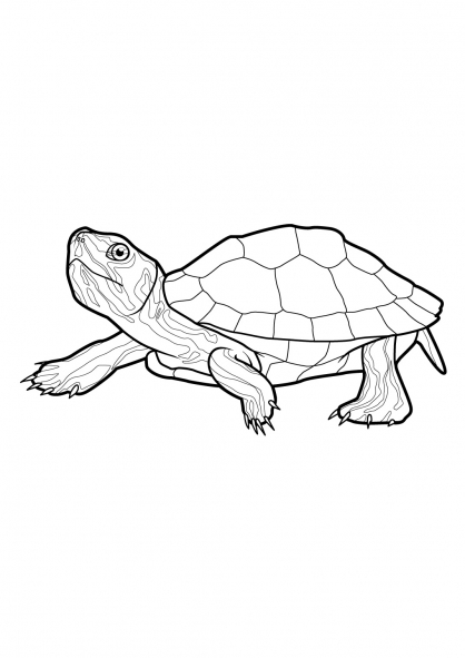 Coloriage d'une tortue nageant paisiblement dans l'eau