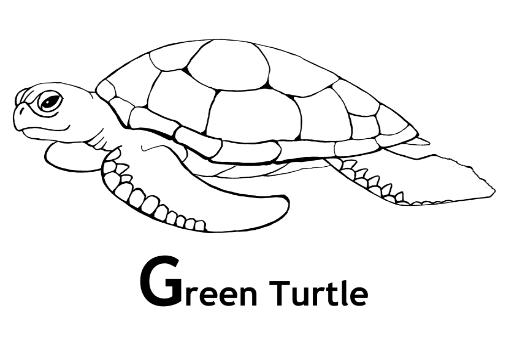 Coloriage d'une tortue sur un fond aquatique