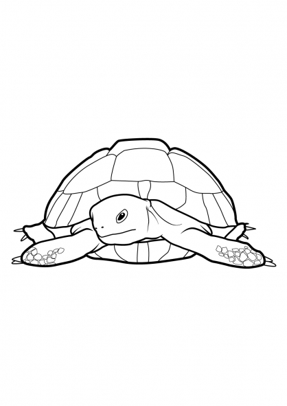 Coloriage d'une tortue nageant paisiblement dans l'eau