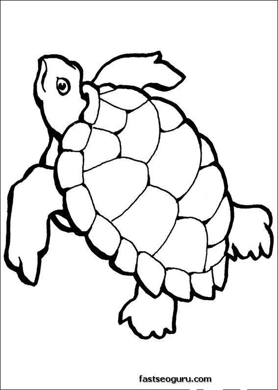 Une tortue paisible sur un fond naturel