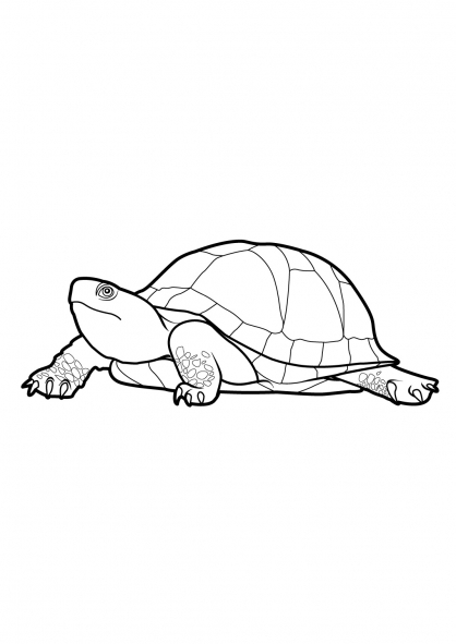 Coloriage d'une tortue dans un environnement marin Coloriage d'une tortue dans un environnement marin