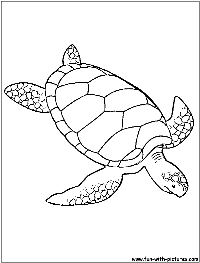 Coloriage d'une tortue au bord de l'eau Coloriage d'une tortue au bord de l'eau