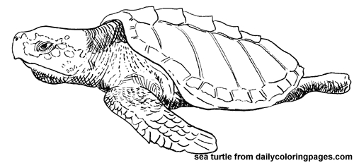Coloriage d'une tortue sur un fond marin