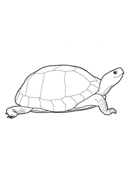 Coloriage d'une tortue sur un fond marin