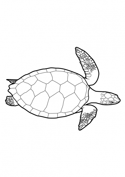 Coloriage d'une tortue sur un fond aquatique